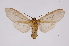  ( - INB0004239339)  @12 [ ] Copyright (2012) B. Espinoza Instituto Nacional de Biodiversidad