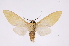  ( - INB0004239347)  @13 [ ] Copyright (2012) B. Espinoza Instituto Nacional de Biodiversidad