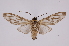  ( - INB0004239448)  @12 [ ] Copyright (2012) B. Espinoza Instituto Nacional de Biodiversidad