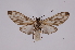  ( - INB0004239468)  @12 [ ] Copyright (2012) B. Espinoza Instituto Nacional de Biodiversidad