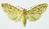  (Leucanopsis martona - INB0004239933)  @14 [ ] CreativeCommons - Attribution Non-Commercial No Derivatives (2011) Alex Smith University of Guelph