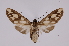  ( - INB0004243194)  @13 [ ] Copyright (2012) B. Espinoza Instituto Nacional de Biodiversidad