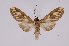  ( - INB0004243458)  @13 [ ] Copyright (2012) B. Espinoza Instituto Nacional de Biodiversidad