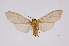  ( - INB0004249246)  @12 [ ] Copyright (2012) B. Espinoza Instituto Nacional de Biodiversidad