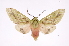  (Symphlebia underwoodiDHJ01 - INB0004264083)  @15 [ ] Copyright (2012) B. Espinoza Instituto Nacional de Biodiversidad