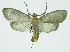  (Agaraea inconspicua - INB0004264158)  @15 [ ] CreativeCommons - Attribution Non-Commercial No Derivatives (2011) Alex Smith University of Guelph