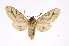  ( - INB0004264164)  @14 [ ] Copyright (2012) B. Espinoza Instituto Nacional de Biodiversidad