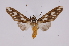  ( - INB0004264197)  @14 [ ] Copyright (2012) B. Espinoza Instituto Nacional de Biodiversidad