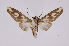  ( - INB0004264197)  @13 [ ] Copyright (2012) B. Espinoza Instituto Nacional de Biodiversidad