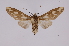 ( - INB0004276366)  @13 [ ] Copyright (2012) B. Espinoza Instituto Nacional de Biodiversidad