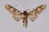  ( - INB0004276370)  @13 [ ] Copyright (2012) B. Espinoza Instituto Nacional de Biodiversidad