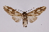  ( - INB0004276441)  @13 [ ] Copyright (2012) B. Espinoza Instituto Nacional de Biodiversidad