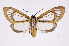  ( - INB0004282682)  @14 [ ] Copyright (2012) B. Espinoza Instituto Nacional de Biodiversidad