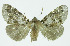  (Leichosila Espinoza1739 - INBIOCR002375695)  @13 [ ] CreativeCommons - Attribution Non-Commercial No Derivatives (2011) Alex Smith University of Guelph