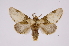  ( - INB0003006445)  @11 [ ] Copyright (2012) I. Chacon Instituto Nacional de Biodiversidad