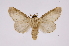  ( - INB0003006445)  @11 [ ] Copyright (2012) I. Chacon Instituto Nacional de Biodiversidad
