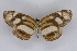  ( - INB0003055168)  @14 [ ] CreativeCommons - Attribution Non-Commercial Share-Alike  National Biodiversity Institute of Costa Rica National Biodiversity Institute of Costa Rica