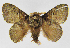  (Euglyphis isolinaJMR01 - INB0003076448)  @14 [ ] Copyright (2012) J. Montero Instituto Nacional de Biodiversidad