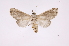  ( - INB0003084855)  @11 [ ] Copyright (2012) I. Chacon Instituto Nacional de Biodiversidad