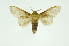  (Disphragis tricolor - INB0003087455)  @11 [ ] Copyright (2012) Juan Mata Lorenzen Unspecified