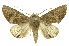  (Hemiceras Chacon50 - INB0003116544)  @15 [ ] Copyright (2012) Juan Mata Lorenzen INBio