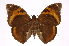  ( - INB0003118465)  @14 [ ] Copyright (2012) I. Chacon Instituto Nacional de Biodiversidad