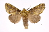  ( - INB0003145921)  @11 [ ] Copyright (2012) I. Chacon Instituto Nacional de Biodiversidad