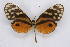  ( - INB0003173838)  @11 [ ] CreativeCommons - Attribution Non-Commercial Share-Alike (2012) National Biodiversity Institute of Costa Rica National Biodiversity Institute of Costa Rica