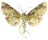  ( - INB0003310549)  @13 [ ] Copyright (2011) E. Phillips-Rodriguez INBio