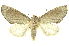  ( - INB0003337956)  @11 [ ] Copyright (2012) Juan Mata Lorenzen INBio