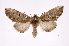  ( - INB0003339194)  @13 [ ] Copyright (2012) I. Chacon Instituto Nacional de Biodiversidad