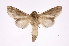  (Ginaldia Janzen05 - INB0003340784)  @13 [ ] Copyright (2012) I. Chacon Instituto Nacional de Biodiversidad