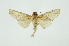  ( - INB0003347426)  @11 [ ] Copyright (2012) Juan Mata Lorenzen INBio