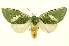  (Moresa costalisDHJ01 - INB0003352219)  @15 [ ] Copyright (2012) Juan Mata Lorenzen Unspecified