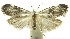  (Cochylina PhillipsEPR04 - INB0003352777)  @14 [ ] CreativeCommons - Attribution Non-Commercial Share-Alike (2012) National Biodiversity Institute of Costa Rica National Biodiversity Institute of Costa Rica