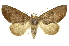  (Hemiceras Chacon52 - INB0003352980)  @15 [ ] Copyright (2012) Juan Mata Lorenzen INBio