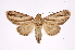  ( - INB0003375067)  @11 [ ] Copyright (2012) I. Chacon Instituto Nacional de Biodiversidad