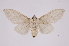  ( - INB0003403217)  @13 [ ] Copyright (2012) I. Chacon Instituto Nacional de Biodiversidad