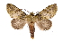  ( - INB0003403273)  @11 [ ] Copyright (2012) I. Chacon Instituto Nacional de Biodiversidad