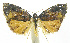  (Hilarographa PhillipsEPR02 - INB0003403957)  @13 [ ] CreativeCommons - Attribution Non-Commercial Share-Alike (2012) National Biodiversity Institute of Costa Rica National Biodiversity Institute of Costa Rica