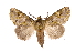  ( - INB0003433994)  @11 [ ] Copyright (2012) I. Chacon Instituto Nacional de Biodiversidad