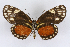  ( - INB0003435556)  @13 [ ] CreativeCommons - Attribution Non-Commercial Share-Alike  National Biodiversity Institute of Costa Rica National Biodiversity Institute of Costa Rica