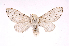  (Artace cribrariaDHJ01 - INB0003444891)  @14 [ ] Copyright (2012) J. Montero Instituto Nacional de Biodiversidad