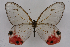  (Haetera - INB0003445360)  @13 [ ] CreativeCommons - Attribution Non-Commercial Share-Alike (2012) National Biodiversity Institute of Costa Rica National Biodiversity Institute of Costa Rica