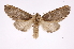  ( - INB0003446662)  @14 [ ] Copyright (2012) I. Chacon Instituto Nacional de Biodiversidad