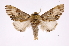  ( - INB0003459254)  @13 [ ] Copyright (2012) I. Chacon Instituto Nacional de Biodiversidad
