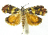  (Hilarographa phillipsEPR01 - INB0003460170)  @14 [ ] CreativeCommons - Attribution Non-Commercial Share-Alike (2012) National Biodiversity Institute of Costa Rica National Biodiversity Institute of Costa Rica