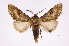  ( - INB0003478179)  @13 [ ] Copyright (2012) I. Chacon Instituto Nacional de Biodiversidad