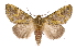  ( - INB0003487040)  @11 [ ] Copyright (2012) I. Chacon Instituto Nacional de Biodiversidad