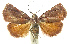  ( - INB0003493342)  @11 [ ] CreativeCommons - Attribution Non-Commercial Share-Alike  National Biodiversity Institute of Costa Rica National Biodiversity Institute of Costa Rica